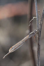 Sympecma paedisca.jpg