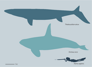 Thalassotitan size no dorsal.png