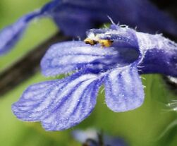 Ajuga reptans (flowers)-2.jpg