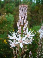 Asphodelus albus.004 - A Coruña.jpg