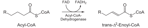 Beta-Oxidation1.svg