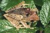 Boophis reticulatus01.jpg