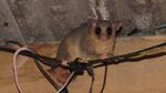 Brown eared woolly opossum.JPG