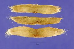 Catalpa speciosa seeds.jpg