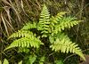 Cystopteris fragilis kz1.jpg