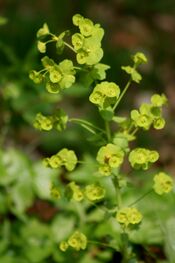Euphorbia amygdaloides ENBLA02.jpeg