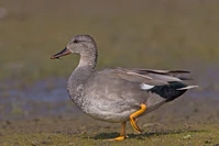 Gadwall-Anas-strepera.jpg