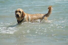 Golden Retriever swimming.jpg