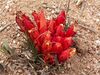 Hyobanche glabrata-PICT2581.jpg