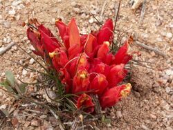 Hyobanche glabrata-PICT2581.jpg