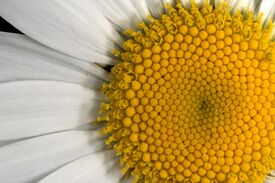 IMG 6732-Leucanthemum vulgare.jpg