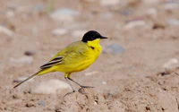 Motacilla flava feldegg Kurdistan.jpg