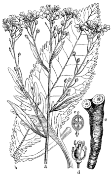 Nsr-slika-189.png