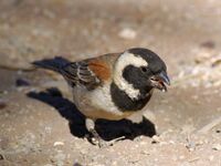 Урда Африкын борбилоо (Passer melanurus)