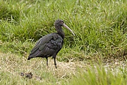Puna Ibis - Lima Peru 07 7323 (15231944330).jpg