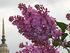 Syringa 'Doch Tamara' 01.jpg