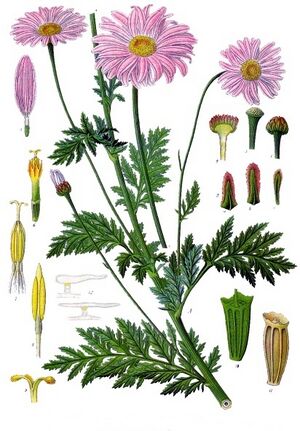 Tanacetum coccineum - Köhler–s Medizinal-Pflanzen-037.jpg