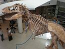 Wankel Tyrannosaurus cast from above UCMP 1.JPG