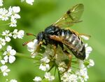 Abia fulgens.jpg