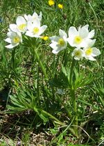 Anemone narcissiflora a1.jpg