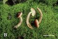 Aureoboletus (10.3897-mycokeys.61.47520) Figure 2B.jpg