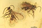 Bradoponera meieri BMNHP18809 whole.jpg