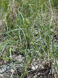 Carex scabrifolia siokugu06.jpg