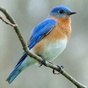 Eastern Bluebird-27527-2.jpg