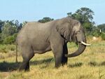 Elephant in Botswana.JPG