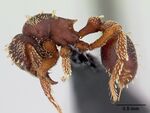 Eurhopalothrix bolaui casent0107554 profile 1.jpg