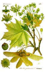 Illustration Acer platanoides0 clean.jpg