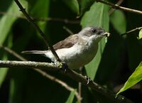 Klappergrasmuecke (Sylvia curruca).JPG