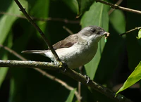 Klappergrasmuecke (Sylvia curruca).JPG