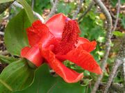 Kokia drynarioides (1).jpg