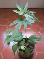 Morus bombycis D170612.jpg