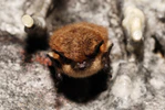 Myotis mystacinus sl (4482514125).jpg