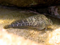 Parablennius sanguinolentus Paros.JPG