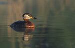 Podiceps griseigena 1 (Marek Szczepanek).jpg