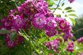Rosa 'Perennial Blue' 2.jpg