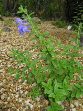 Scutellaria strigillosa1.jpg