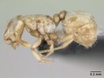 Tropidomyrmex elianae casent0173620 profile 1.jpg
