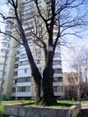 Дуб Королева