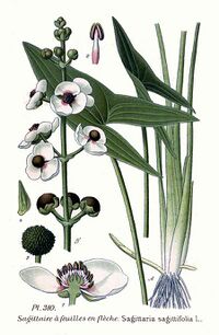 310 Sagittaria sagittifolia L.jpg