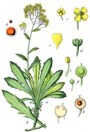 Alyssum saxatile Sturm19.jpg