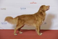 BIR Grupp 8- NOVA SCOTIA DUCK TOLLING RETRIEVER, Riverbreeze Dream Team Kiowa (24208119066).jpg