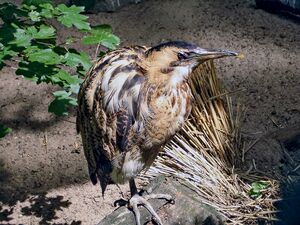 Bak Botaurus stellaris Poznan ZOO.jpg