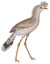 Cariama cristata 1838 white background.jpg