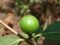Flickr - João de Deus Medeiros - Alibertia edulis.jpg