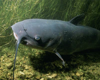 Ictalurus punctatus 1.jpg