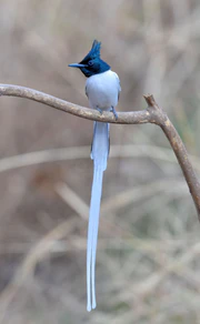 Indian Paradise Flycatcher Male.jpg